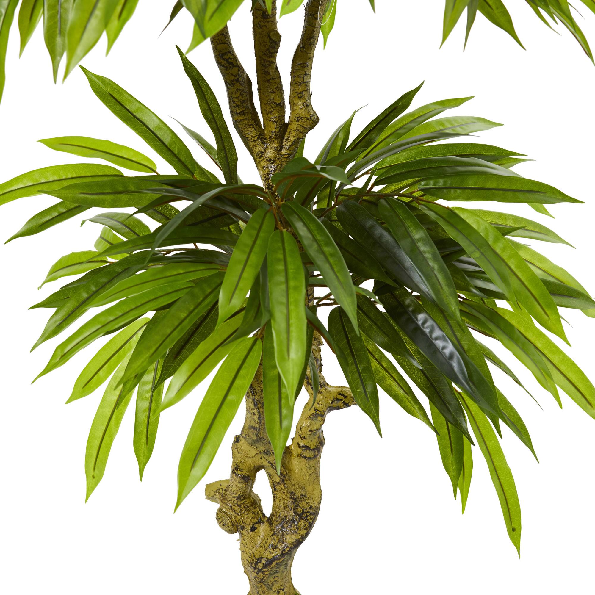 4.5ft. Potted Mango Tree